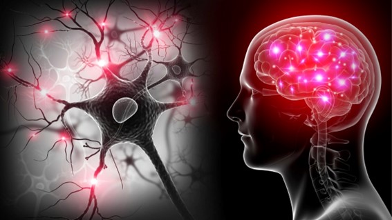 La estimulación magnética transcraneal (EMT o TMS)